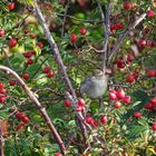 Haussperling (Passer domesticus) 