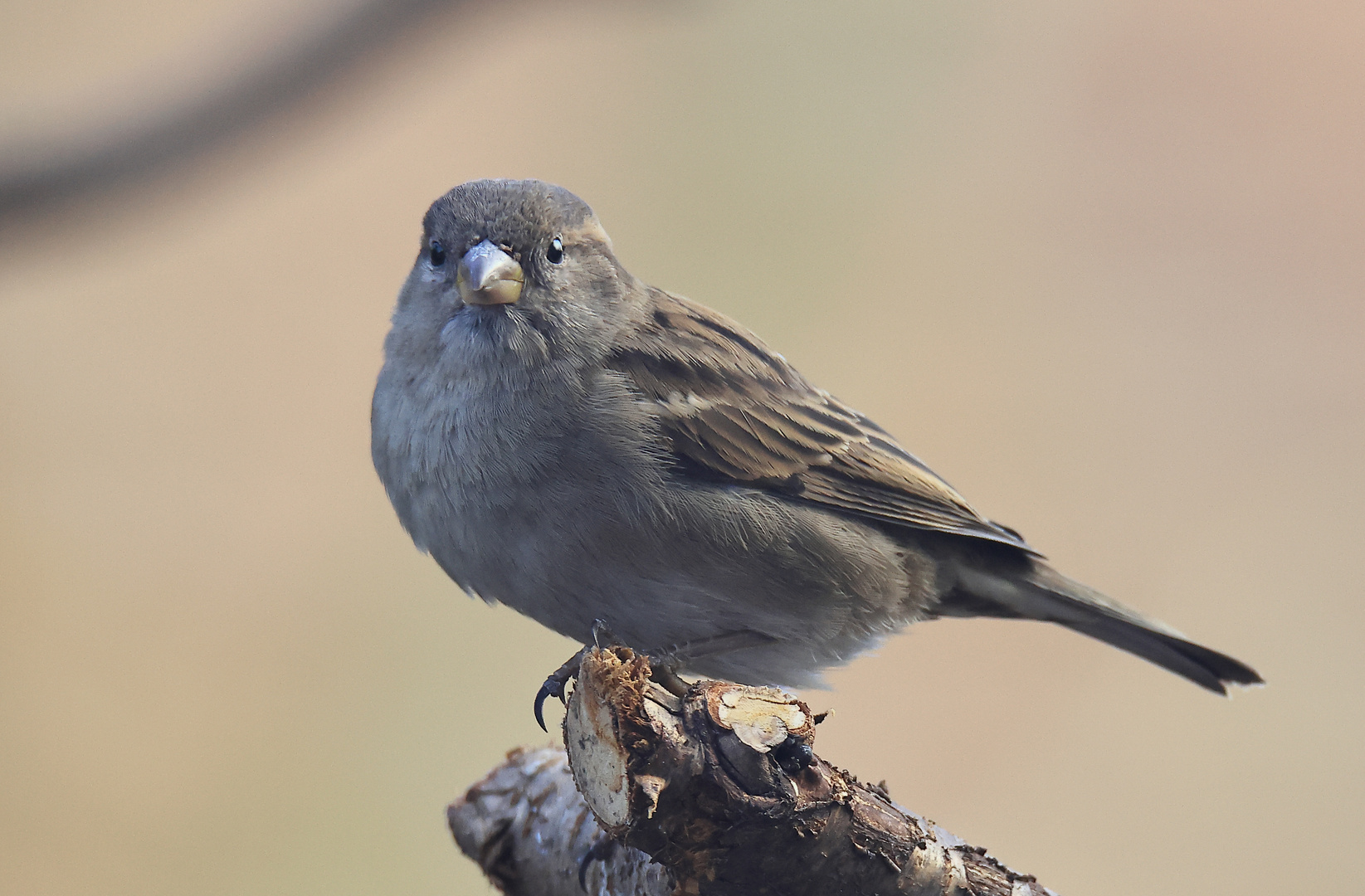 Haussperling (Passer domesticus)