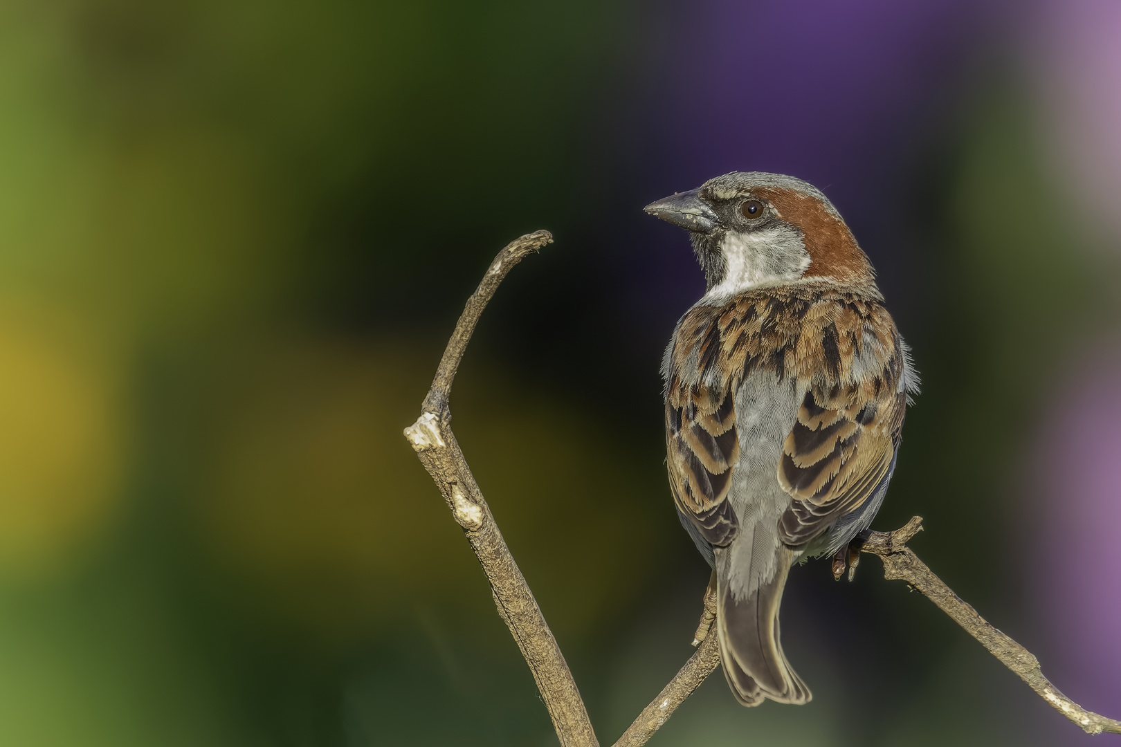 Haussperling (Passer domesticus)