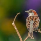 Haussperling (Passer domesticus)