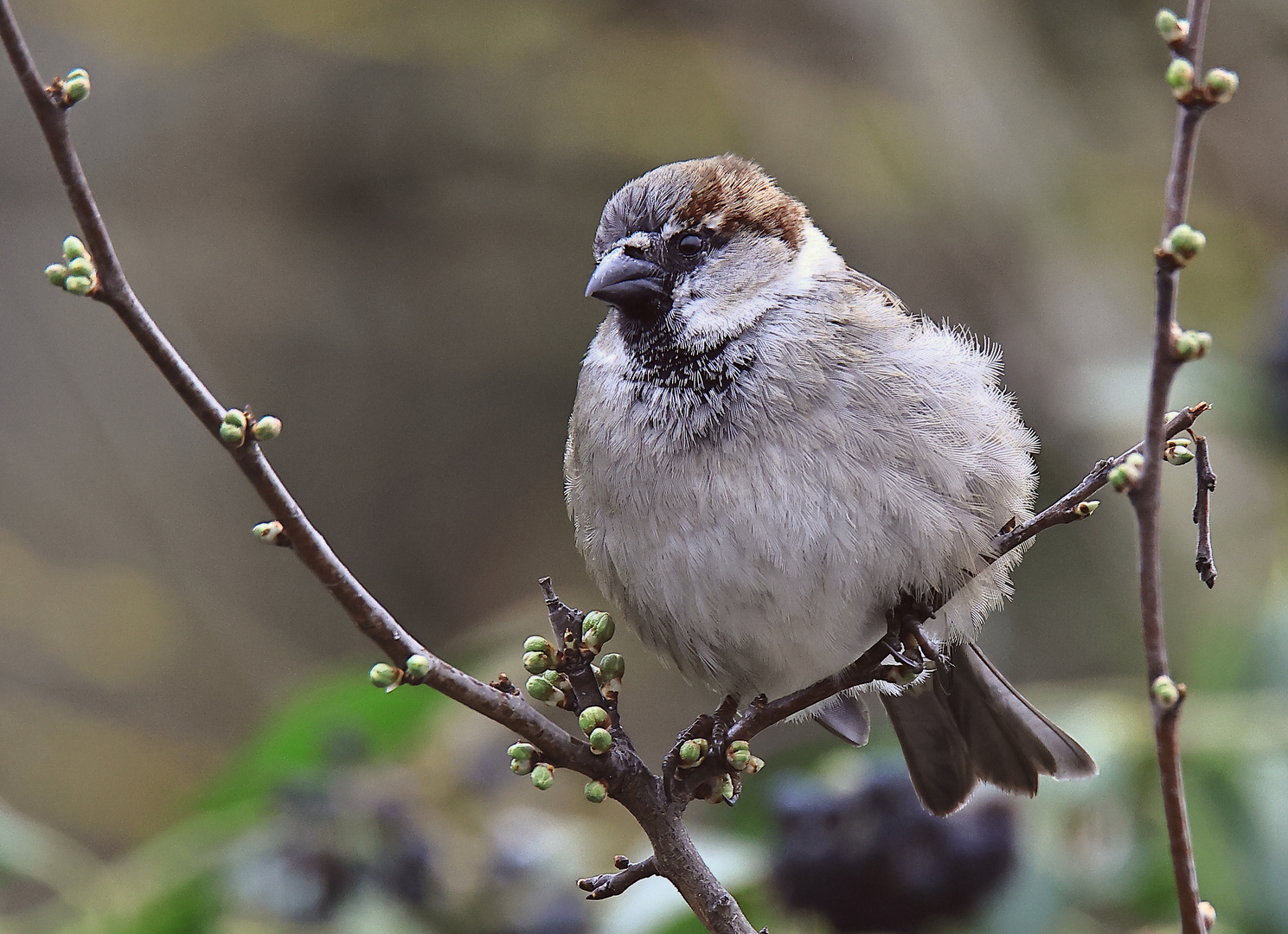 Haussperling (Passer domesticus)