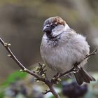 Haussperling (Passer domesticus)