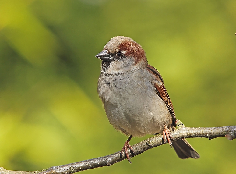 Haussperling (Passer domesticus)