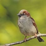 Haussperling (Passer domesticus)