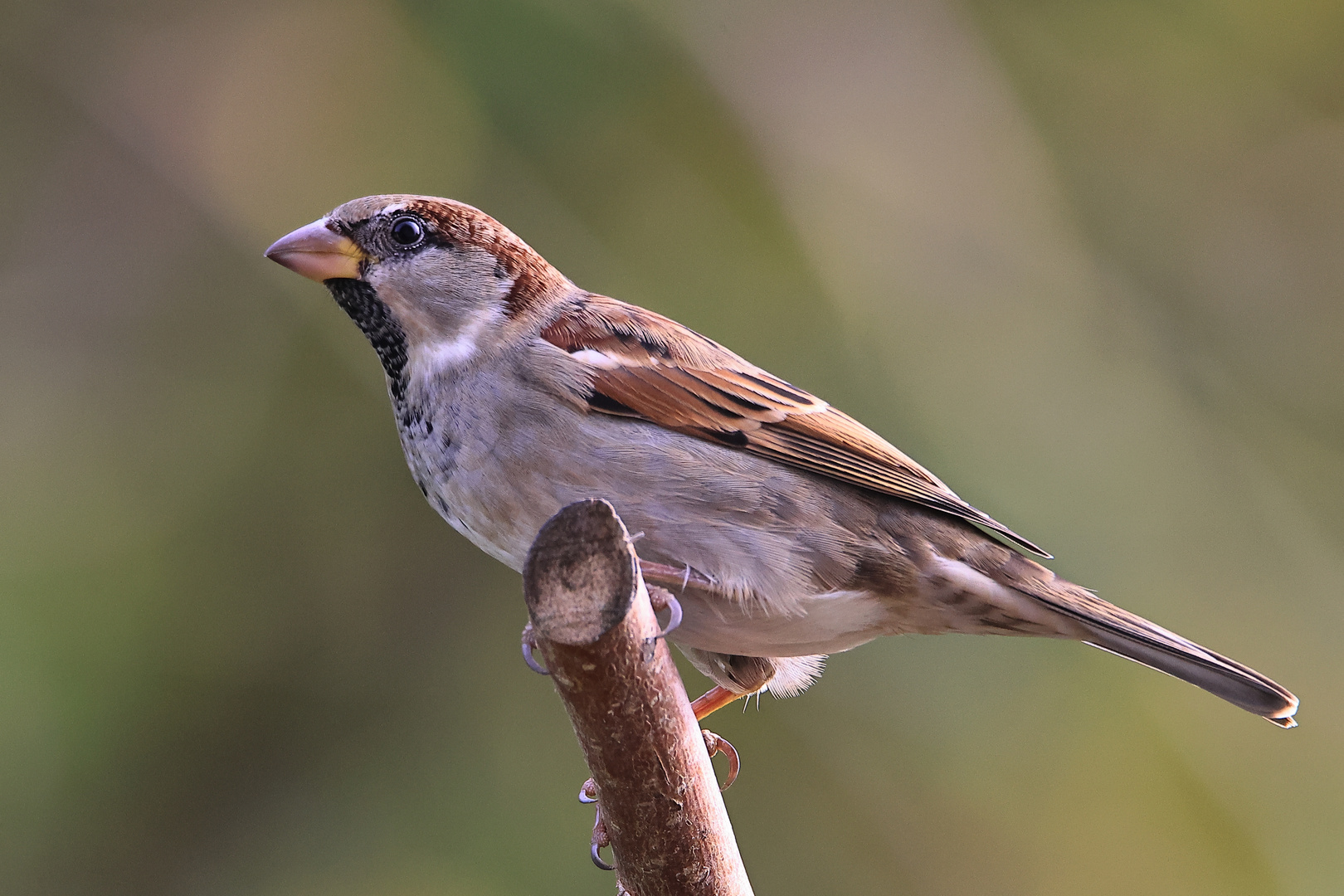 Haussperling (Passer domesticus)