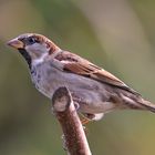 Haussperling (Passer domesticus)