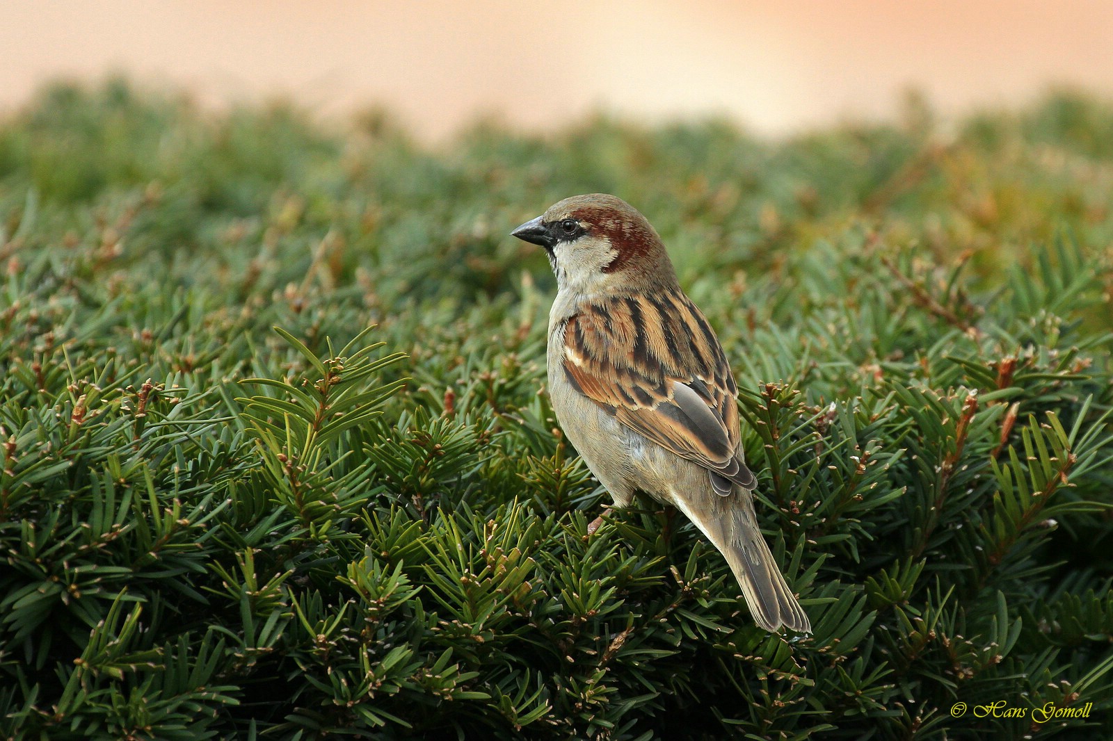 Haussperling (Passer domesticus)