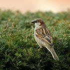 Haussperling (Passer domesticus)