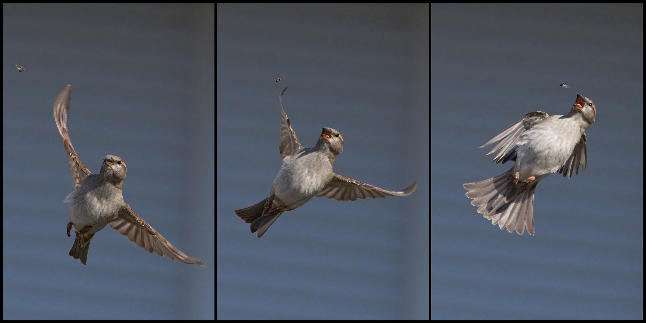 Haussperling (Passer domesticus)