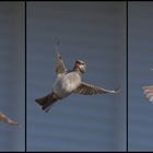 Haussperling (Passer domesticus)