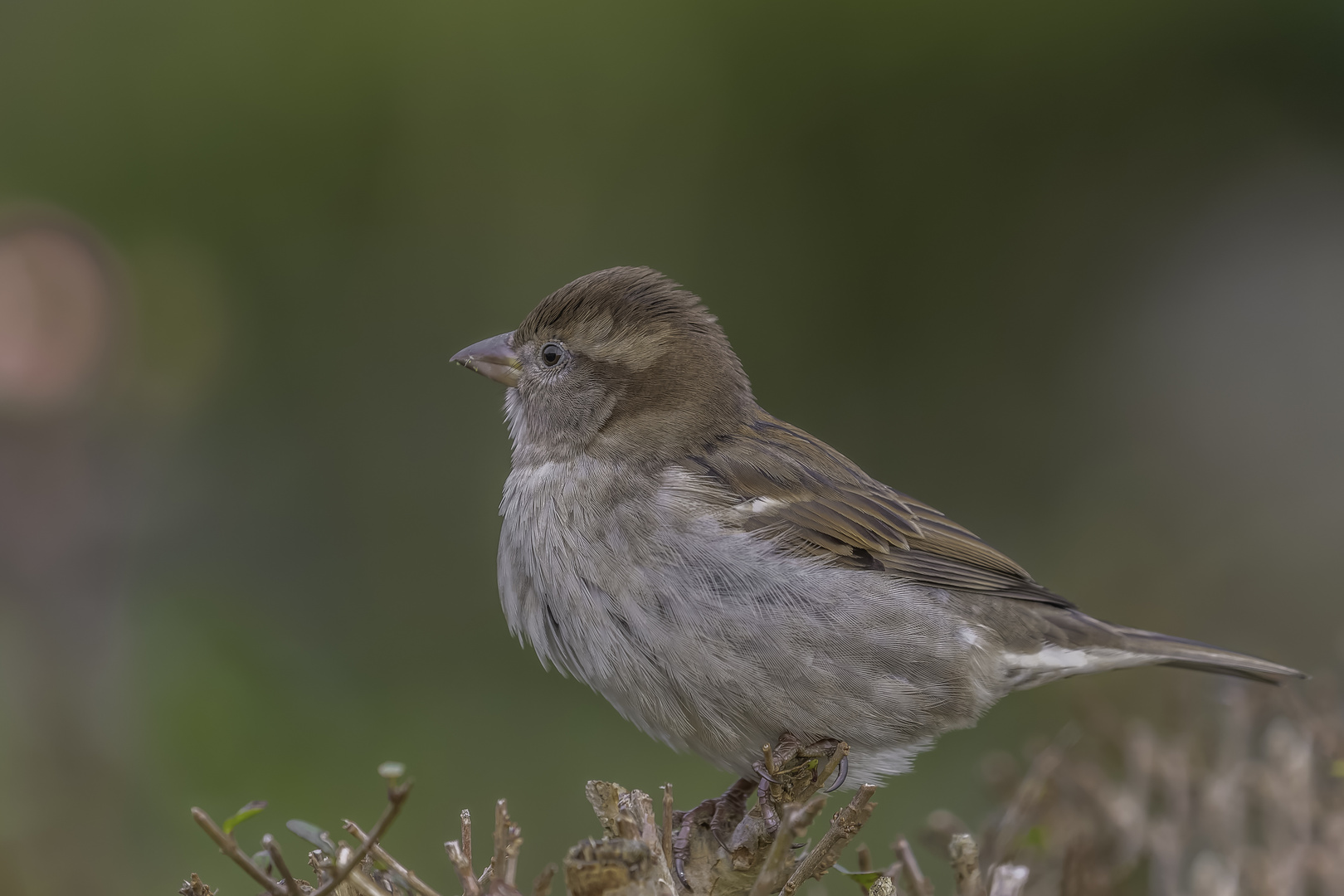 Haussperling (Passer domesticus)