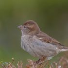 Haussperling (Passer domesticus)