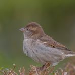 Haussperling (Passer domesticus)