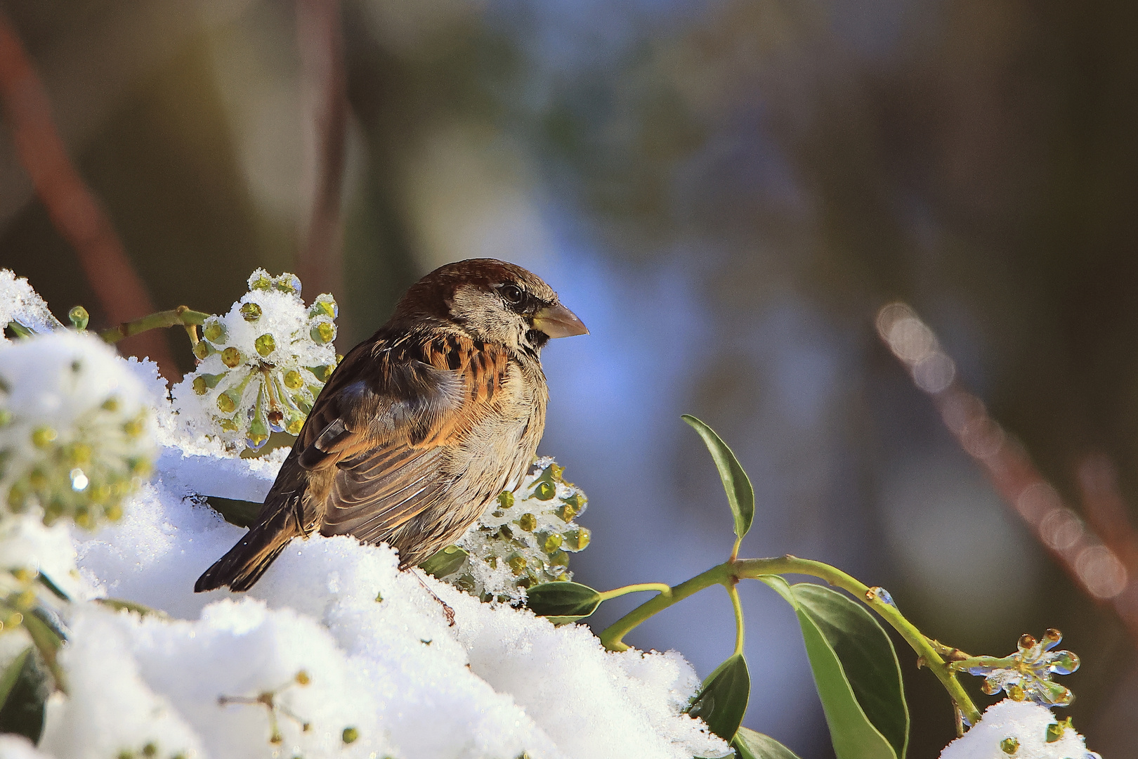 Haussperling (Passer domesticus)