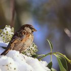 Haussperling (Passer domesticus)