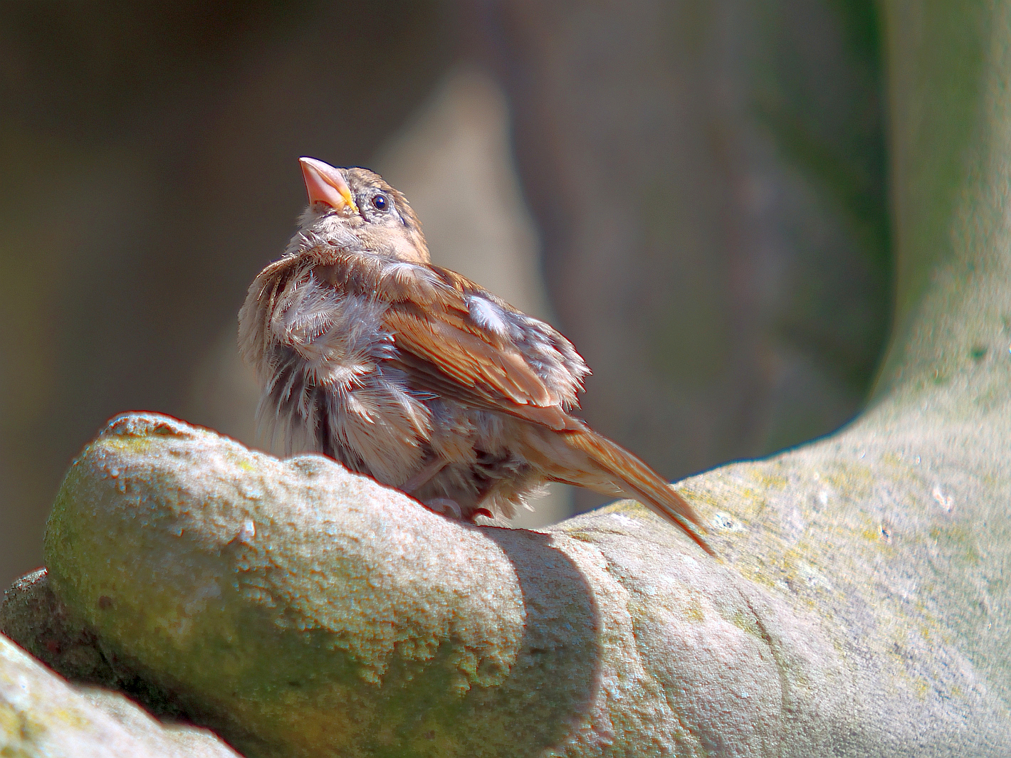 Haussperling, (Passer domesticus), House sparrow, Gorrión común