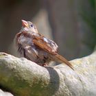 Haussperling, (Passer domesticus), House sparrow, Gorrión común