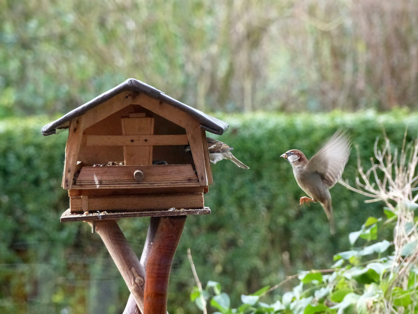 Haussperling (Passer domesticus) im Anflug