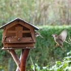 Haussperling (Passer domesticus) im Anflug