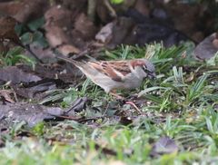 Haussperling (Passer domesticus) im heimischen Garten