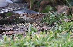 Haussperling (Passer domesticus) im heimischen Garten