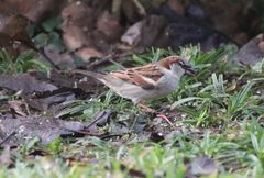 Haussperling (Passer domesticus) im heimischen Garten