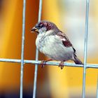 Haussperling (Passer domesticus) in der Abendsonne