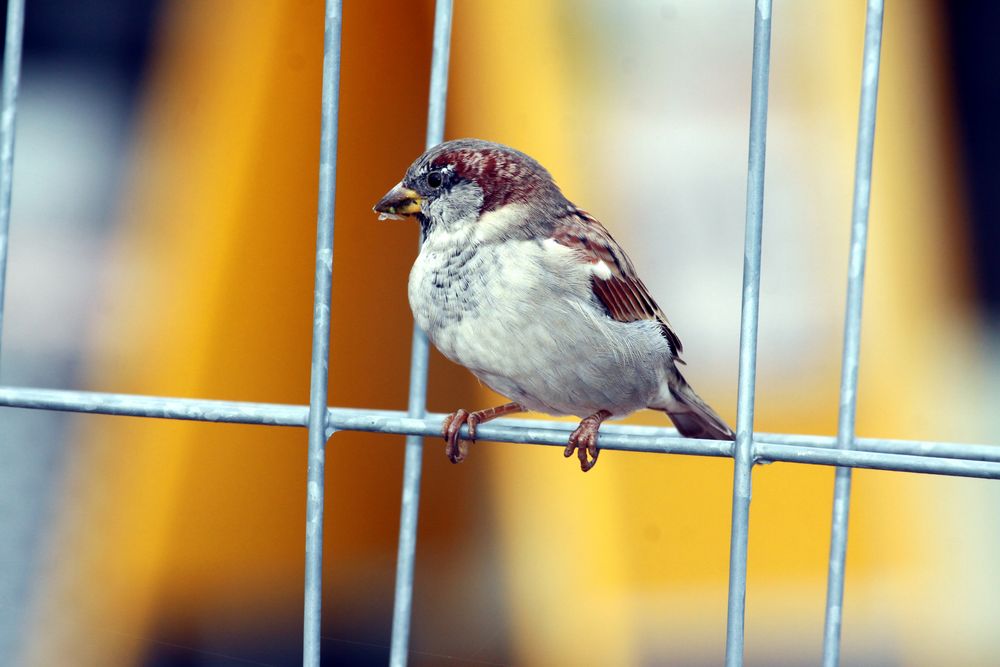 Haussperling (Passer domesticus) in der Abendsonne