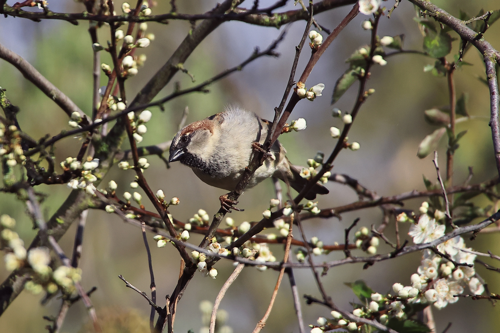 Haussperling (Passer domesticus) lm Frühling