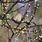 Haussperling (Passer domesticus) lm Frühling