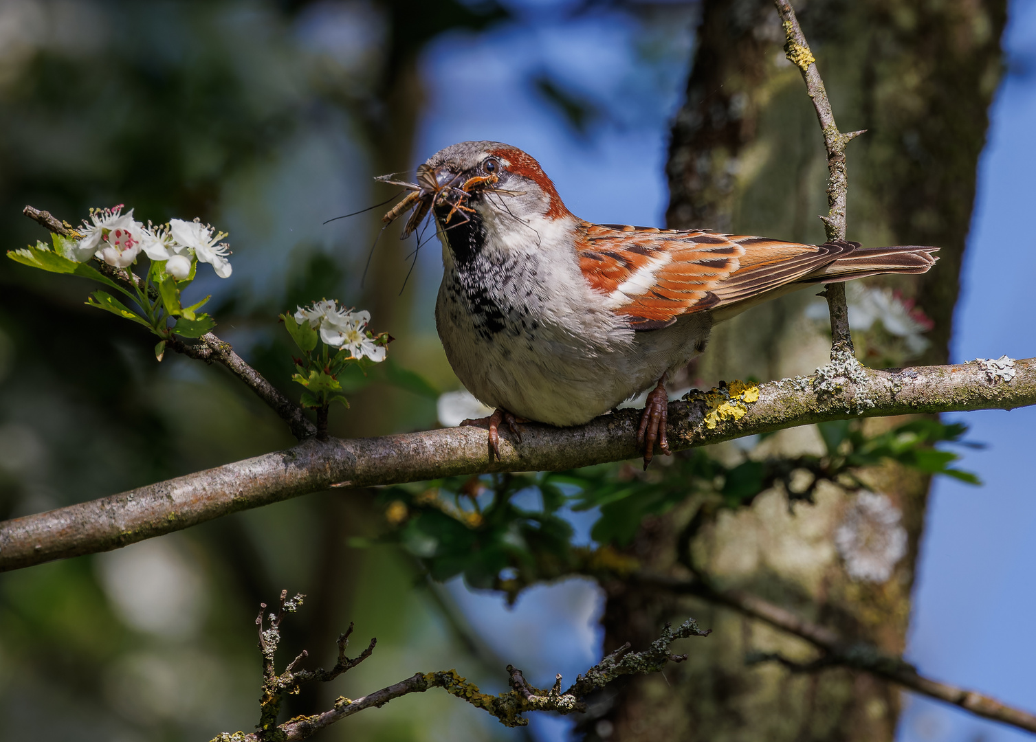 Haussperling (Passer domesticus) - Männchen