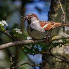 Haussperling (Passer domesticus) - Männchen