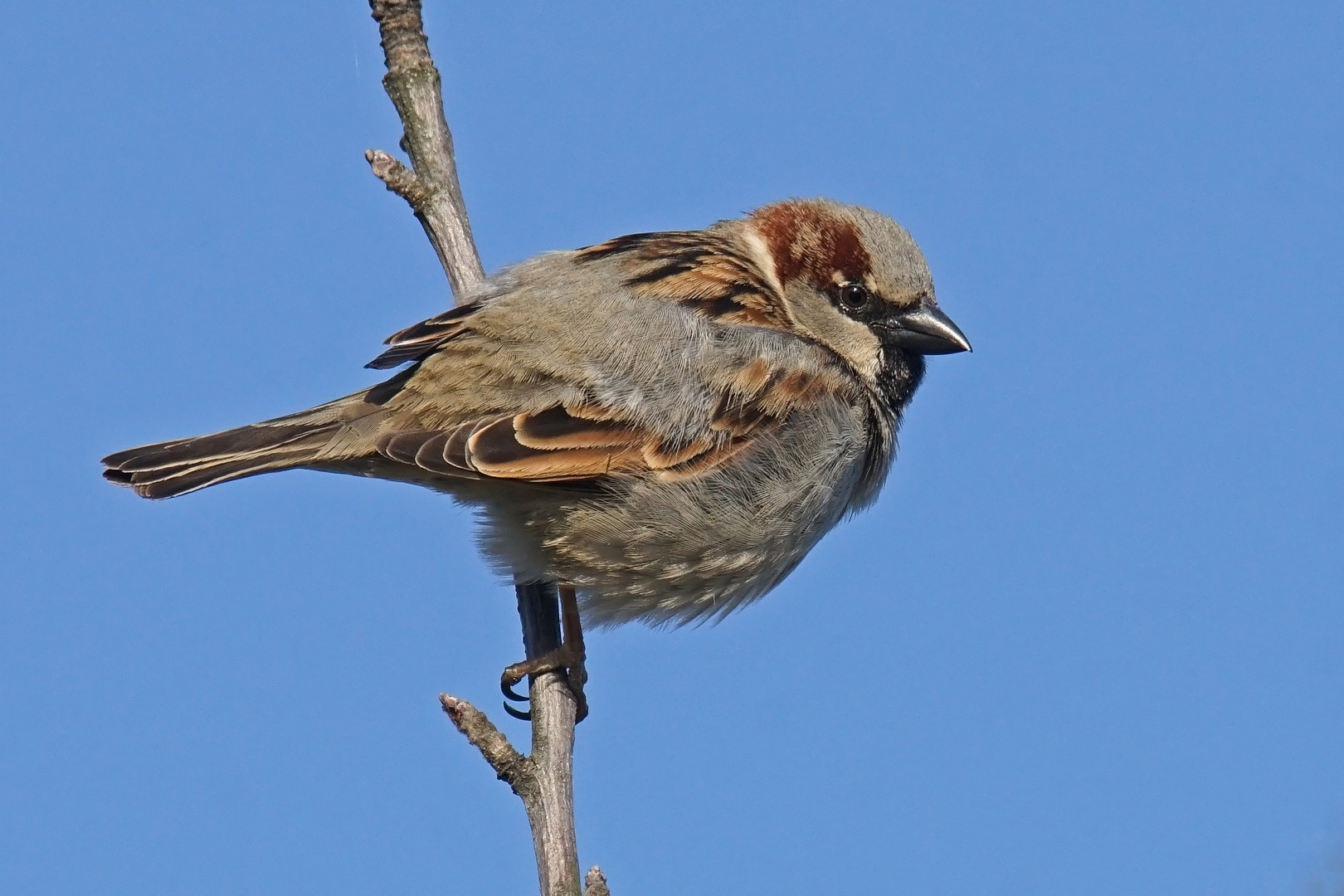 Haussperling (Passer domesticus), Männchen