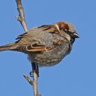 Haussperling (Passer domesticus), Männchen