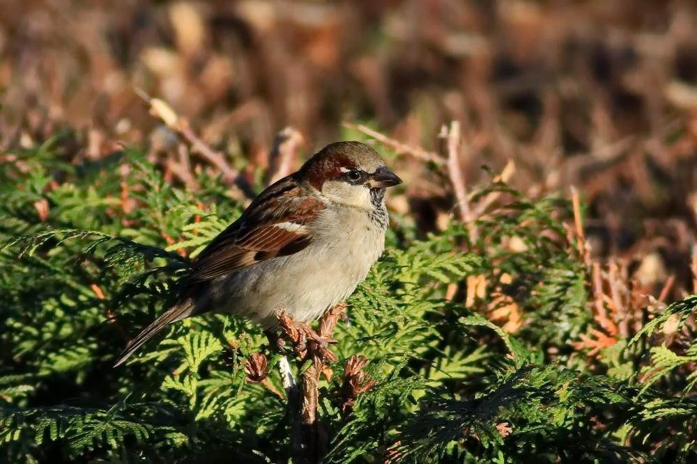 Haussperling [Passer domesticus] - Männchen