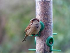 Haussperling (Passer domesticus) - Männchen am Futterspender