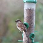 Haussperling (Passer domesticus) - Männchen am Futterspender