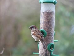 Haussperling (Passer domesticus) - Männchen am Futterspender