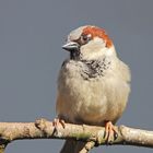 Haussperling (Passer domesticus) männlich