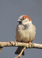 Haussperling (Passer domesticus) männlich