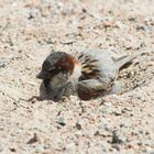 Haussperling (Passer domesticus), sand-badend