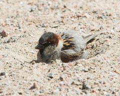 Haussperling (Passer domesticus), sand-badend