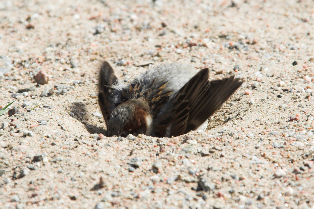 Haussperling (Passer domesticus), sand-badend