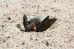 Haussperling (Passer domesticus), sand-badend