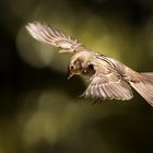 Haussperling (Passer domesticus) –  Spatz