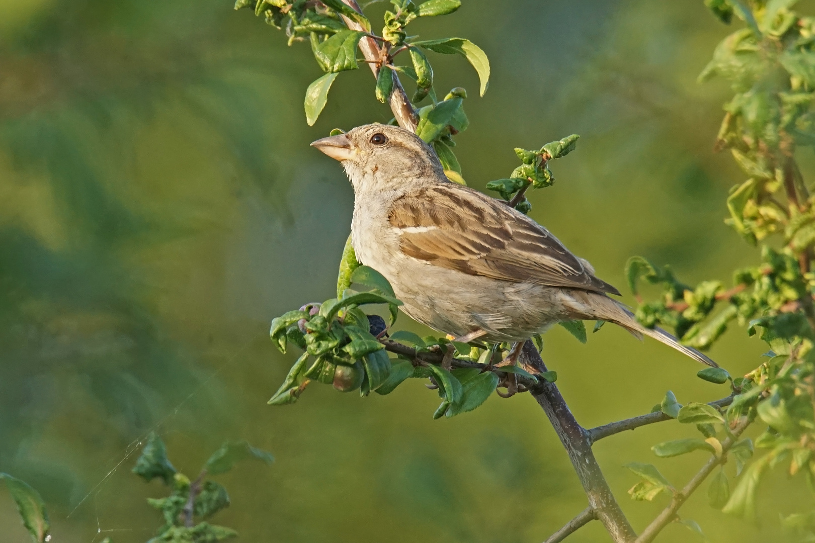 Haussperling (Passer domesticus), Weibchen