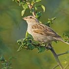 Haussperling (Passer domesticus), Weibchen