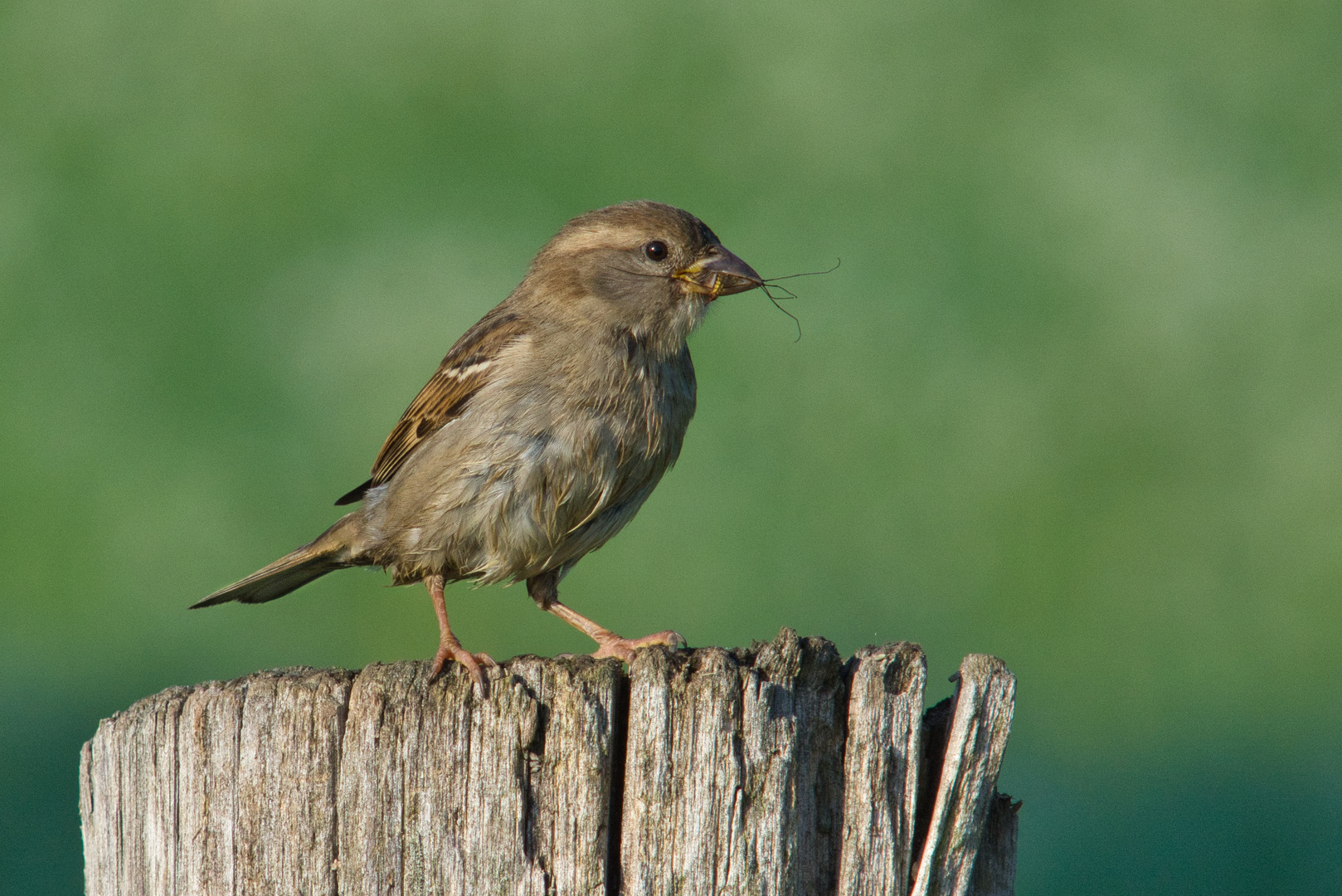 Haussperling (Passer domesticus) Weibchen mit Beute