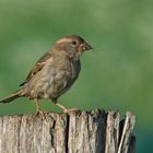 Haussperling (Passer domesticus) Weibchen mit Beute