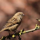 Haussperling (Passer domesticus) - weiblich